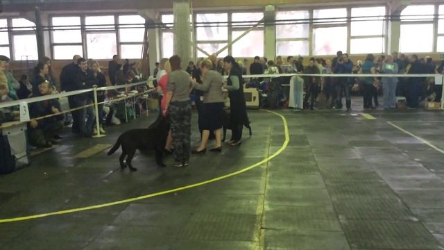 Всероссийская выставка собак. Г. Брянск 15.11.2015. ЛПП 8-й группы.