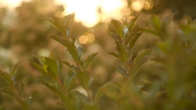 Mom's Garden смотреть онлайн