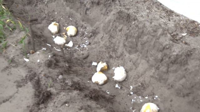 Springing Up The Back Wall Garden Space With Gladiator Alliums