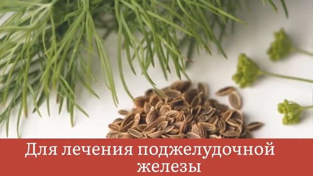 Рецепт укропной вода, которая ВЫЛЕЧИТ ВСЕ!!! Отвары из семян укропа смотреть онлайн