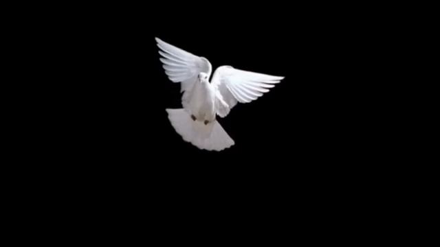 Благовещение Белый голубь смотреть онлайн