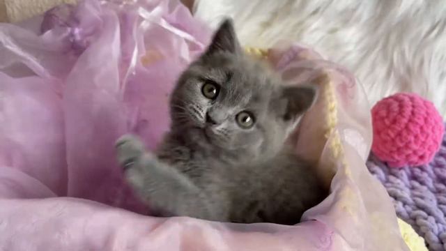 British Shorthair kitten Feja 1,5 month old смотреть онлайн
