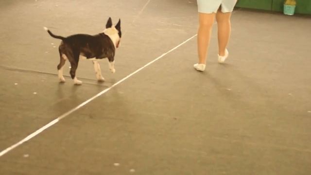 Миниатюрный бультерьер Moolti Time to go for Victory - выставка собак смотреть онлайн