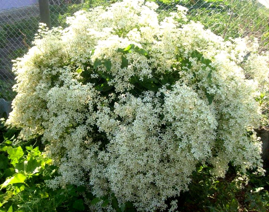 Укоренение клематиса. смотреть онлайн