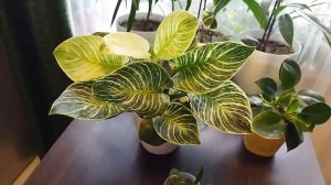 Филодендрон Биркин даёт зелёные детки, будут ли они вариегатными?! Мой опыт выращивания