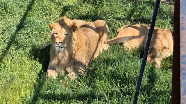 Новая парочка) Тайган Lions in Crimea смотреть онлайн