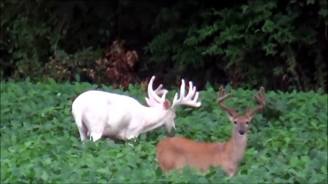 Камера сняла в лесу невероятное СУЩЕСТВО среди оленей! смотреть онлайн