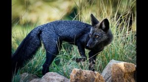 Чернобурая лисица