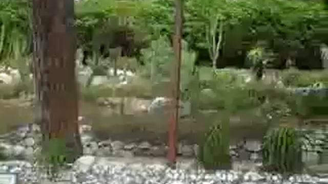 Alameda gardens. Dragon trees in Gibraltar. смотреть онлайн