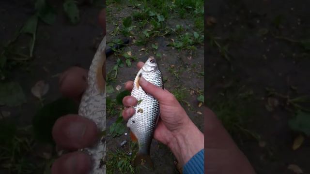 Плотва на пенопласт. смотреть онлайн