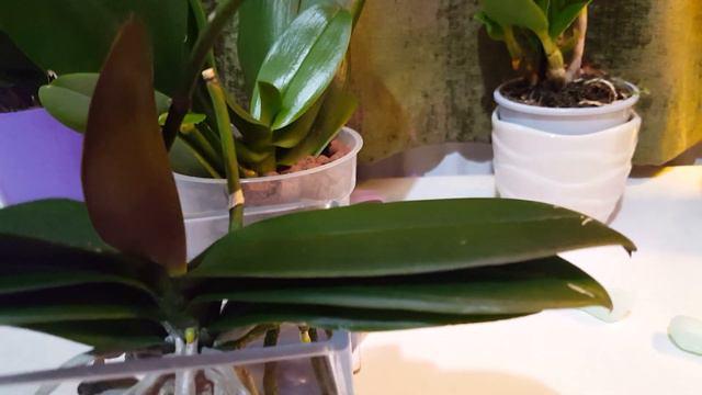 蝴蝶蘭長出了高芽和側芽，是她們的第一次！(普通話)22/10/2019 смотреть онлайн