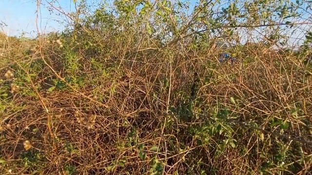 Краснодарский край. Собираем виноград, орех. смотреть онлайн