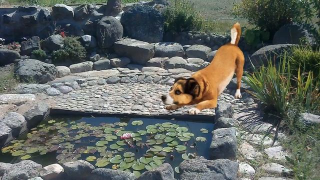 СКАЗКИ КИСУЛИ. Продолжение:(4) 7. Кисёнок рассказывает историю. 8. А про пирог то и забыли. смотреть онлайн