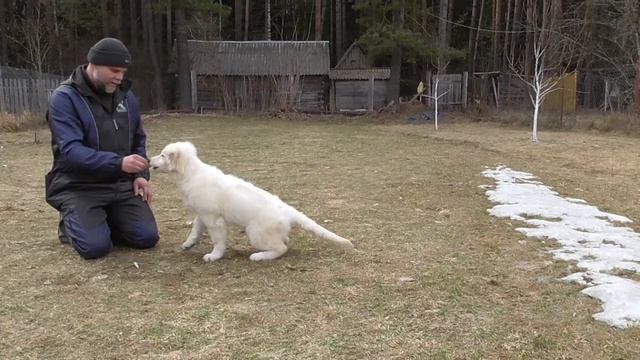 Erika INCREDIBLE DOG смотреть онлайн
