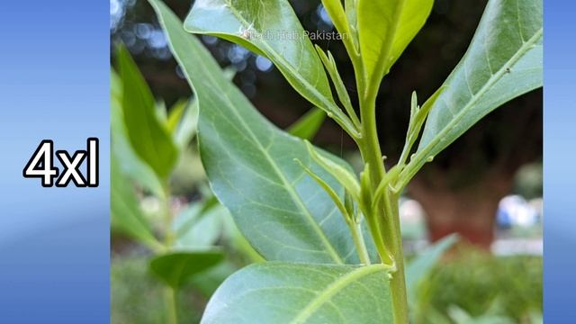 google pixel 4 xl vs iphone 13 pro max : camera comparison смотреть онлайн