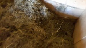 Охота на крысу. Как поймать крысу?