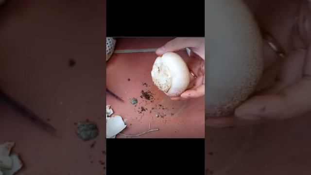 The simplest way to propagate red lilies (haemanthus) with water смотреть онлайн