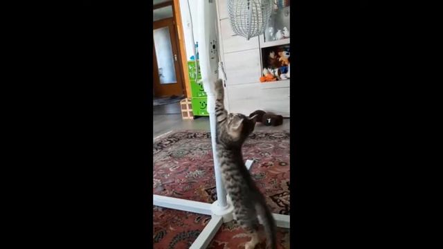у нашей кошки родился котёнок. смотреть онлайн