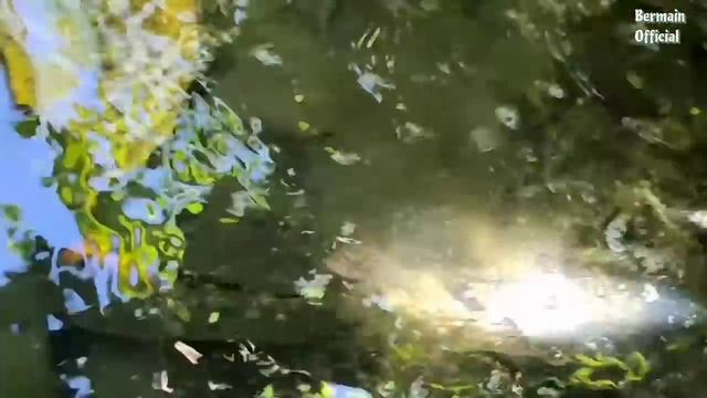 Finding Real Koi Fish and Real Turtles, Ornamental Fish, Dolphins, Sharks. Part158 смотреть онлайн