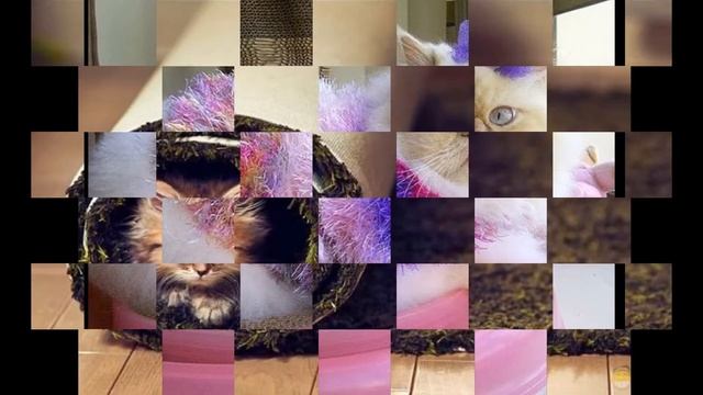 Самые милые котята в мире :-) смотреть онлайн