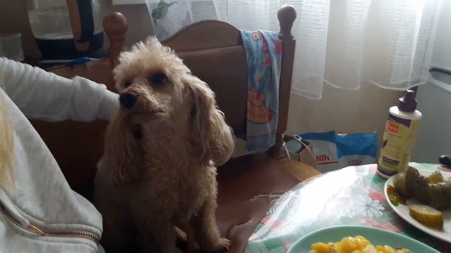 В гостях у Бетти (город Кохма) / Visiting Betty (Kokhma City)