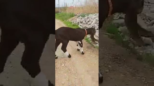 Камори продажа смотреть онлайн