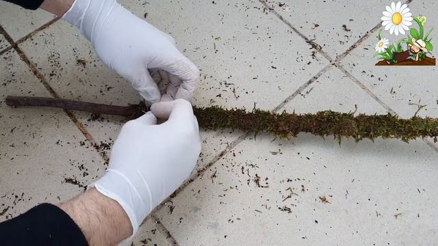 كيفية صنع عمود الطحالب _ how to make a moss pole for plants смотреть онлайн