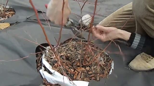 ГОЛУБИКА ЛУЧШИЙ СПОСОБ ОБРЕЗКИ ГОЛУБИКИ смотреть онлайн