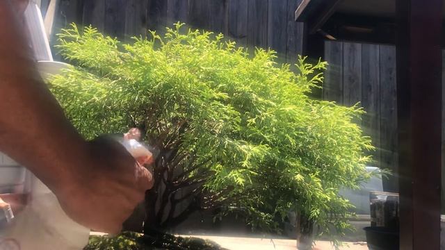 Chamaecyparis Pisifera - False Cypress Bonsai - Update смотреть онлайн