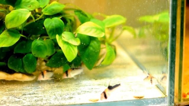 Corydoras adolfoi  hybrid C. adolfoitrilineatus  Corydoras duplicareus.AVI