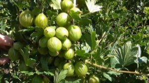 ГАЛАТЕЯ, ОРФЕЙ, ЗВЕЗДОЧЁТ. Лучшие сорта крыжовника. / Коллекция Светланы Татур.