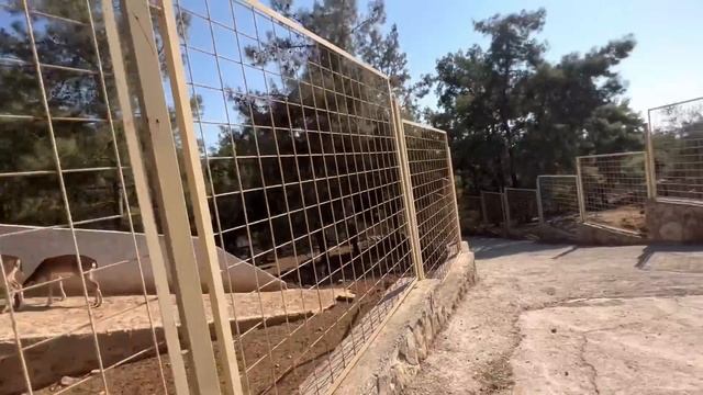 ПОСЕТИЛИ ЗООПАРК В АНТАЛИИ?MALL OF ANTALYA? смотреть онлайн
