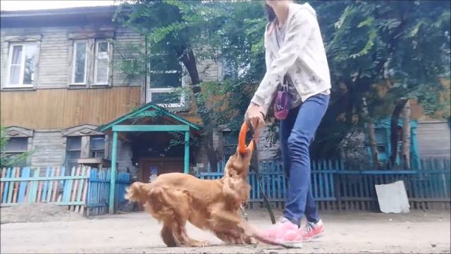 The Summer Is Magic~SPANIEL TRICKS~Charli 28 months смотреть онлайн