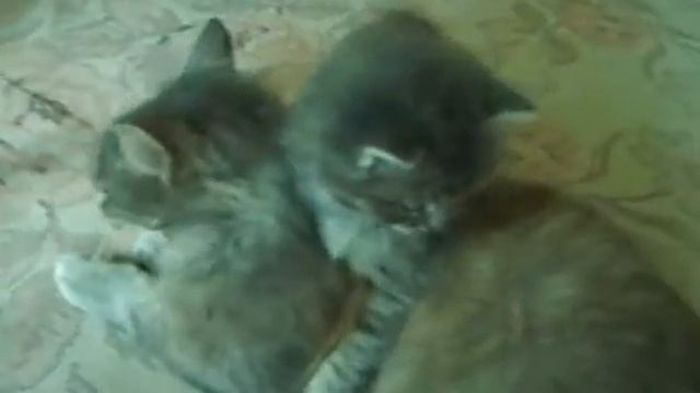 кошка дерется со своим котенком(cat figts with it's kitten) смотреть онлайн