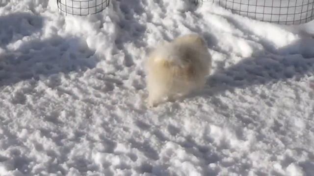 Шпицы смотреть онлайн