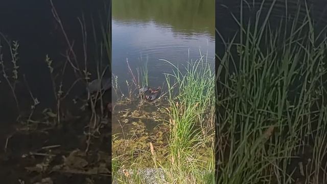 Маленькие лысухи?.Семейство лысух. смотреть онлайн