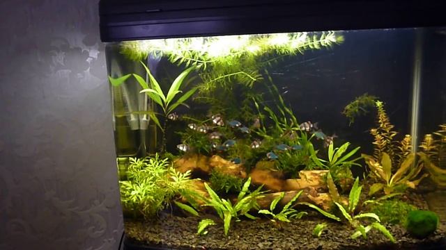 Коряга в аквариум смотреть онлайн