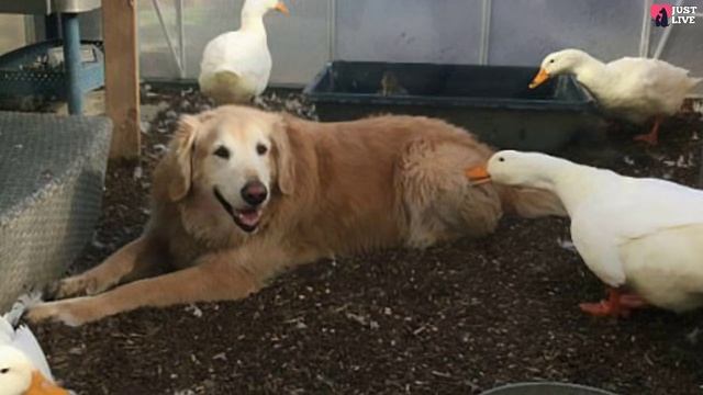 Dog And Duck Accidentally Became Friends! Their Strong Connection is Shocking смотреть онлайн