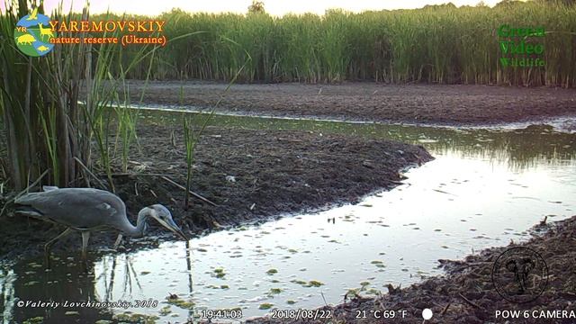 Gray heron / Серая цапля / Ardea cinerea. Green Video. Encyclopedia of Wildlife Project смотреть онлайн