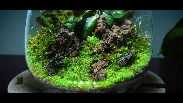 Mini Terrarium | DOOA Glass Pot SHIZUKU смотреть онлайн