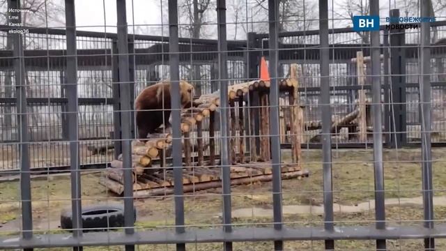 В воронежском зоопарке проснулись медведи смотреть онлайн