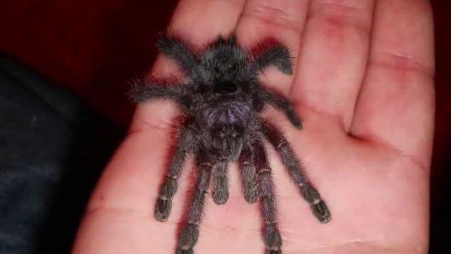 Avicularia Purpurea-DANCING!!!!