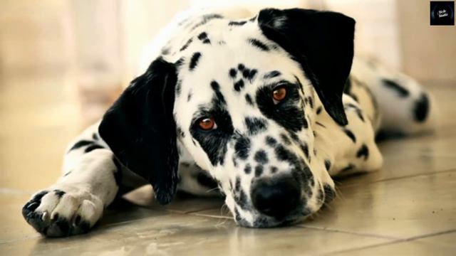 Դալմատին շներ -Собаки Далматин - Dalmatian dogs смотреть онлайн