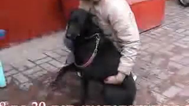 Звериная компания 28 марта 2008 года