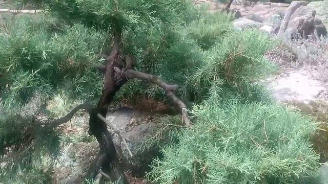 Бонсай садовый из можжевельника горизонтального. смотреть онлайн