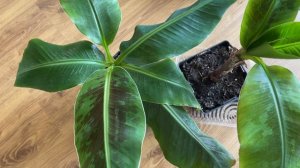 БАНАНЫ ДОМА: уход за бананом. Бананы Кавендиш и Киевский карлик 2022