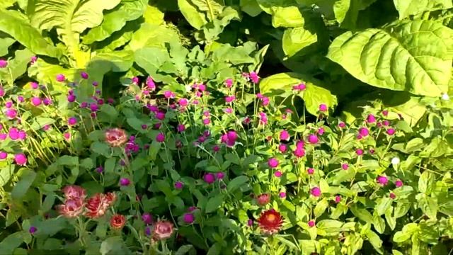 Сухоцветы. Как выращиваю. смотреть онлайн