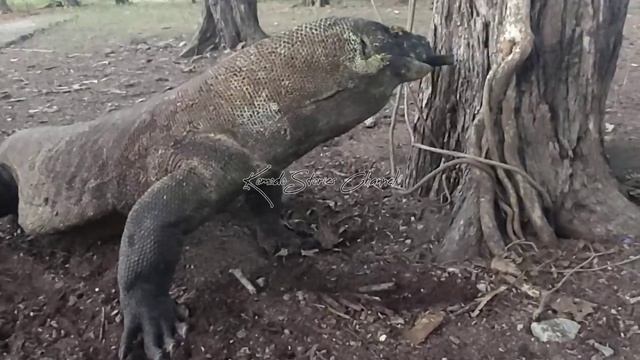 Brutal Hunt| Komodo Dragon Swallow Wild Boar смотреть онлайн