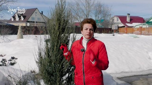 Уход за хвойными растениями весной после зимы. Ответы на вопросы о хвойных.