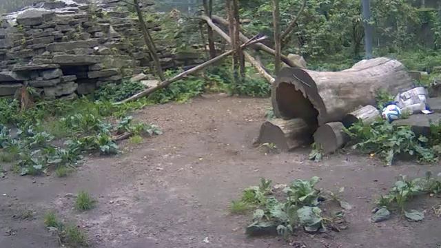 Амурский леопард